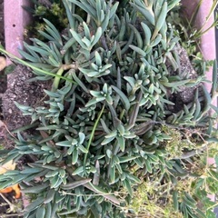 松葉菊 多肉植物 ガーデニングの画像