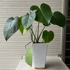 モンステラ　陶器鉢入り　【現地引き取り限定】