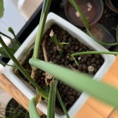 モンステラ　陶器鉢入り　【現地引き取り限定】の画像
