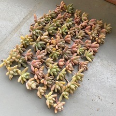 多肉植物 秋麗 60苗 カット苗 小さめ グラプトペタルム シュ...