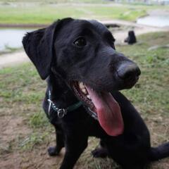 家庭犬のしつけを考えている方への画像