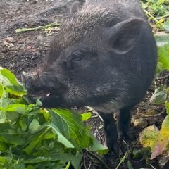 ミニぶたをあげます。