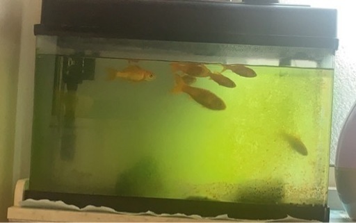水槽　金魚　照明付き