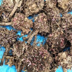 ヤーコン種芋　1株で20～50種芽が付いています。の画像