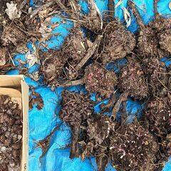 ヤーコン種芋　1株で20～50種芽が付いています。の画像