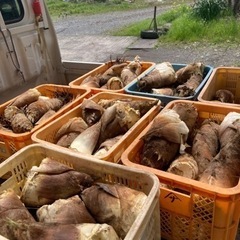 新鮮！その日の朝に採った筍