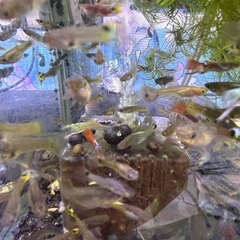 石巻貝 20個⇨1000円 掃除 淡水魚 熱帯魚 メダカ や グ...