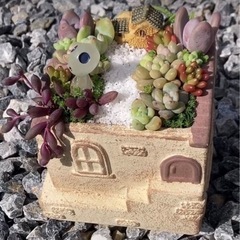 ☆多肉植物☆ エケベリア　寄せ植え
