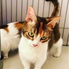 猫の里親さん募集中 - 伊勢崎市