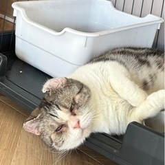 猫の里親さん募集中 - 猫