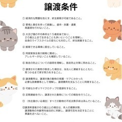 猫の里親さん募集中 − 群馬県