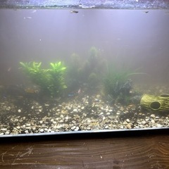 熱帯魚、メダカ