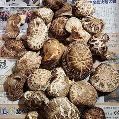 原木栽培　しいたけ　締め切り間近