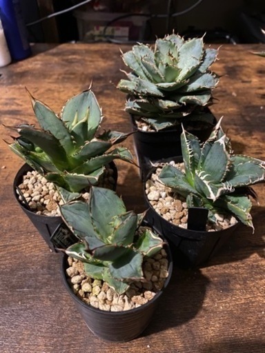 【早い者勝ち】Titanota4種SET