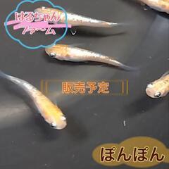 はるちゃんファ～ム１発目販売！ − 埼玉県