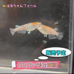 はるちゃんファ～ム１発目販売！ - イベント