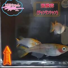 はるちゃんファ～ム１発目販売！ - 深谷市