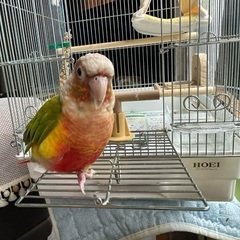 鳥ケージ　取りに来てくれる方限定の画像