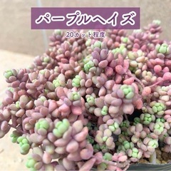 パープルヘイズ 多肉 カット苗