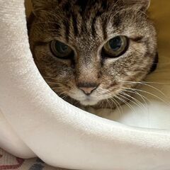 猫を探してほしいです