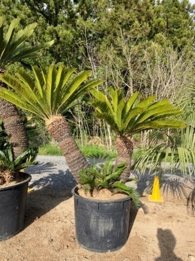 ソテツ2股。希少ソテツ