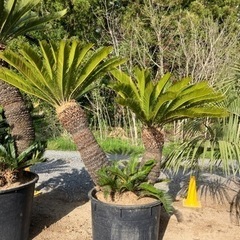 ソテツ2股。希少ソテツ