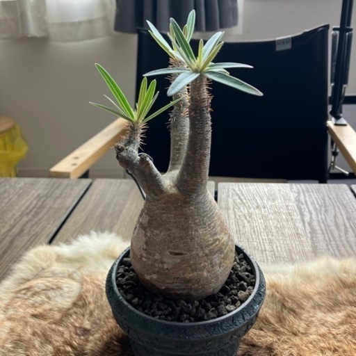 キャンセルが出た為、再出品‼️塊根植物　パキポディウムグラキリス現地球