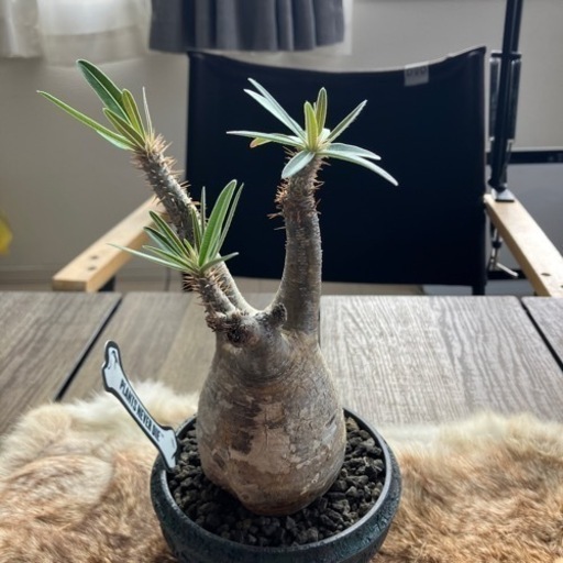 キャンセルが出た為、再出品‼️塊根植物　パキポディウムグラキリス現地球