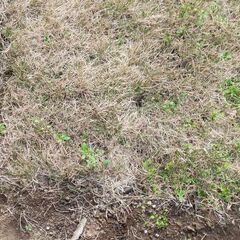 庭の芝生あげます。の画像