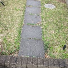 庭の芝生あげます。