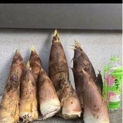 筍　タケノコ