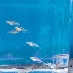 鯖の極みメダカの画像