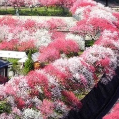 【現7.8名】4/21東京発で阿智村の花桃か福島の桜旅@旅仲間さん募集 - 新宿区