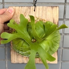 Platycerium ridleyi 2024_02