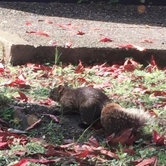 台湾華語の画像