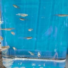 　　　歌舞伎めだかの画像
