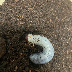 ヘラクレスリッキー幼虫3令