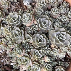 多肉植物　抜き根　の画像