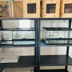 爬虫類  飼育ケージ 各種の画像