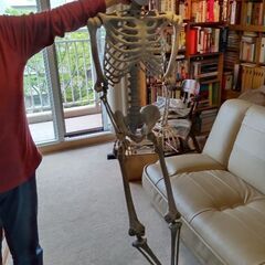 等身大がいこつ君　お譲りしますの画像