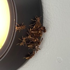 【蜂の巣駆除】山口市　まだ小さいうちに！ − 山口県