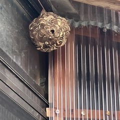 【蜂の巣駆除】山口市　まだ小さいうちに！ - 便利屋
