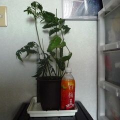 大株　リュウビンタイ