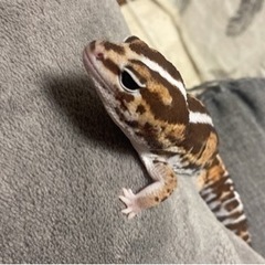 ニシアフ　1歳　　決定しました