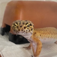 レオパ　2歳　決まりました！