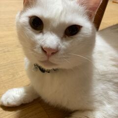 白猫　オス　6歳ぐらい➕キャットタワー