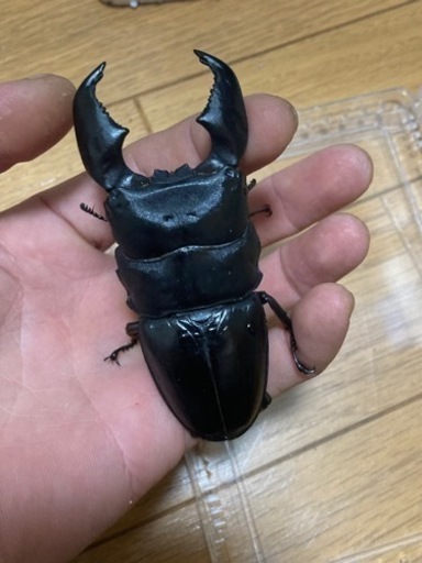 スマトラヒラタペア　ハーキュリーT血統×Hg  種親級