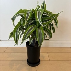 【決まりました】ドラセナ レモンサプライズ