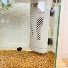 生体　カバクチカノコ貝、ヤマトヌマエビの画像