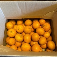 和歌山県　清見🍊